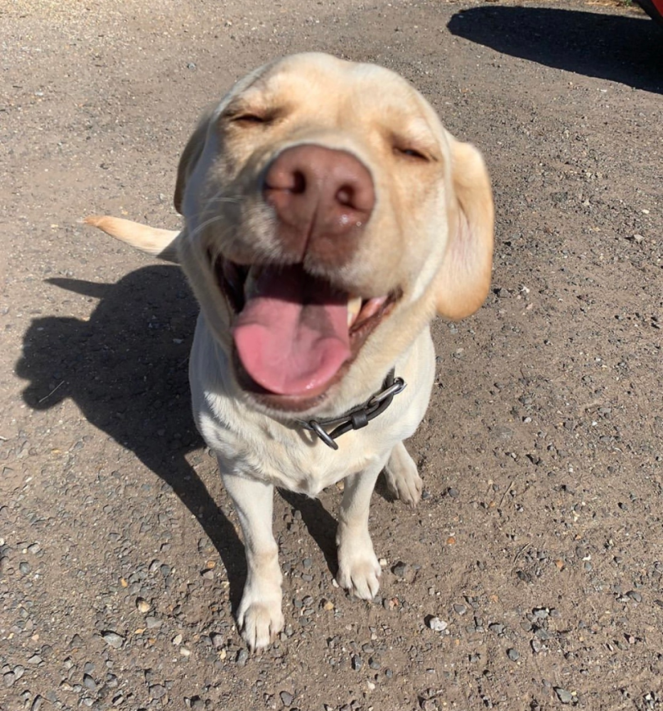 一只拉布拉多竟给小鸟当起了"妈妈"