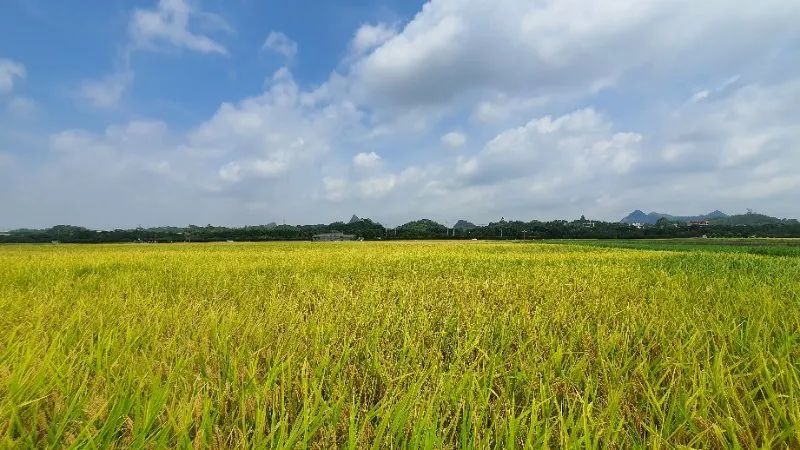 水稻试验田亩产最高超1400斤隆平高科基地春稻开始收割了