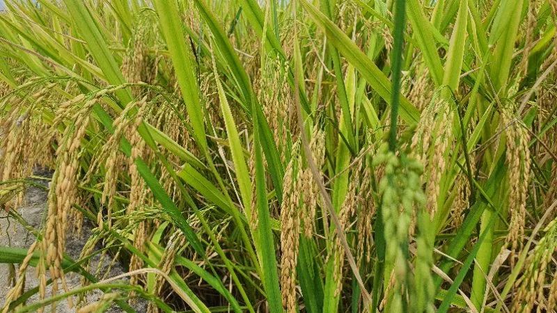 水稻试验田亩产最高超1400斤隆平高科基地春稻开始收割了