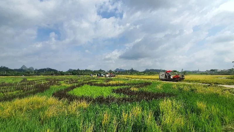 水稻试验田亩产最高超1400斤隆平高科基地春稻开始收割了