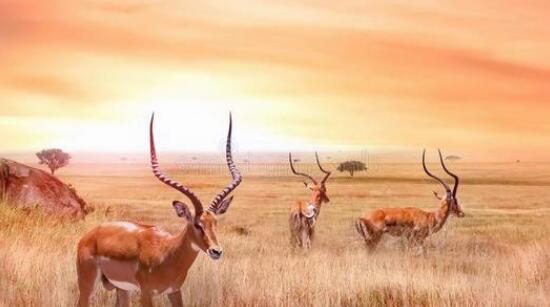 地球|长知识了，原来人类的长跑能力这么强，甚至连马都曾经败给人类