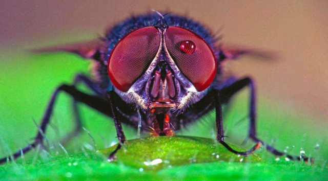 灭绝|物种灭绝加速并且已经“发飙”？世界末日真的会来到吗？