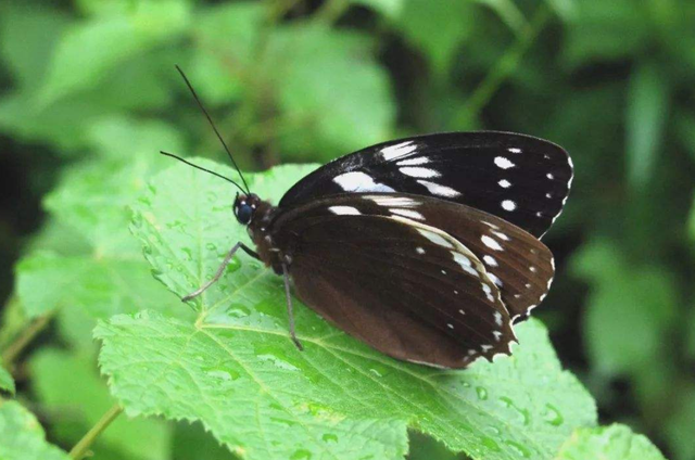 灭绝|物种灭绝加速并且已经“发飙”？世界末日真的会来到吗？