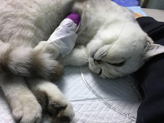 想要猫咪生猫宝宝一定要掌握猫繁育的这些知识点 腾讯网