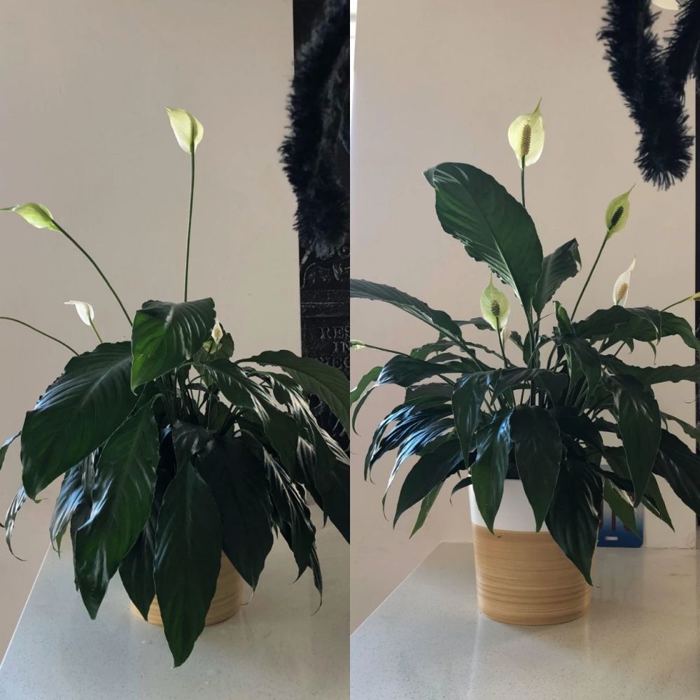 轻松分辨室内植物何时需要浇水的技巧 你觉得哪种方法最有效呢 腾讯新闻