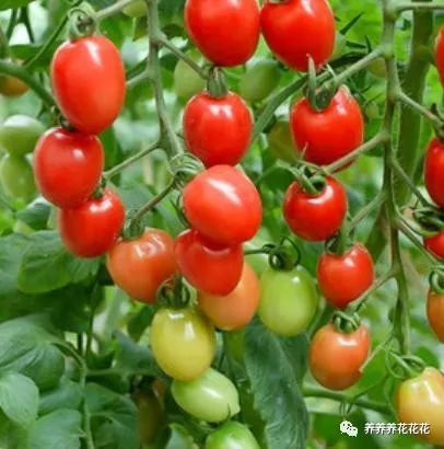 卫生纸|一盆西红柿结果几十个，没错！就是这么简单，而且个个又大又圆