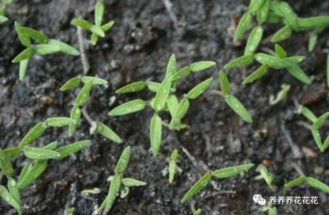 卫生纸|一盆西红柿结果几十个，没错！就是这么简单，而且个个又大又圆