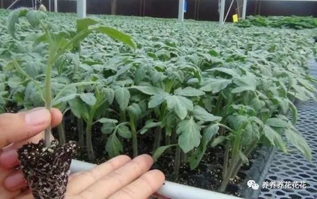 卫生纸|一盆西红柿结果几十个，没错！就是这么简单，而且个个又大又圆