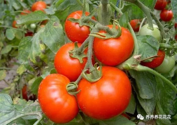 卫生纸|一盆西红柿结果几十个，没错！就是这么简单，而且个个又大又圆
