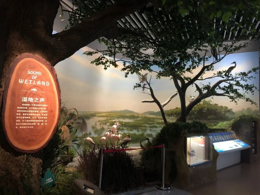 绿头鸭|【走进台科】绿头鸭：安能辨我是雌雄