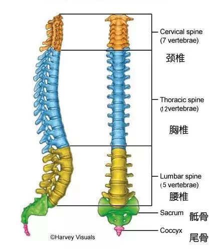 划重点 瑜伽越练越腰疼 前屈时到底该不该拱背 腾讯新闻