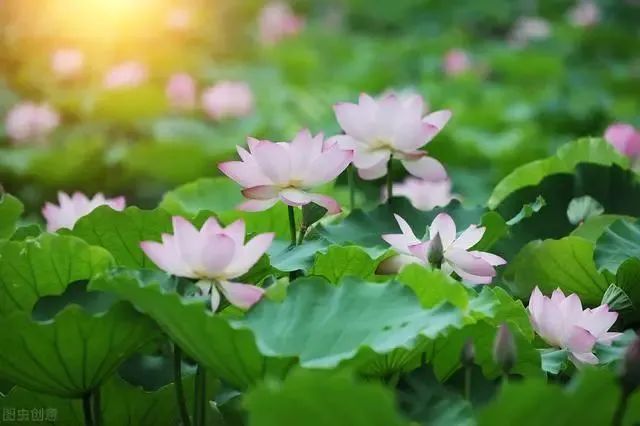 荷花|也许荷花不知道，自己就是夏天