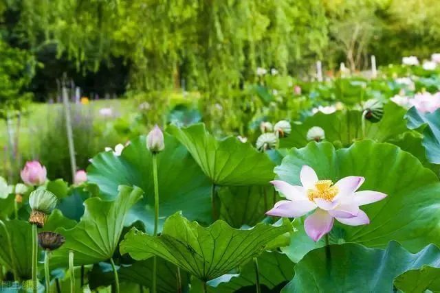 荷花|也许荷花不知道，自己就是夏天