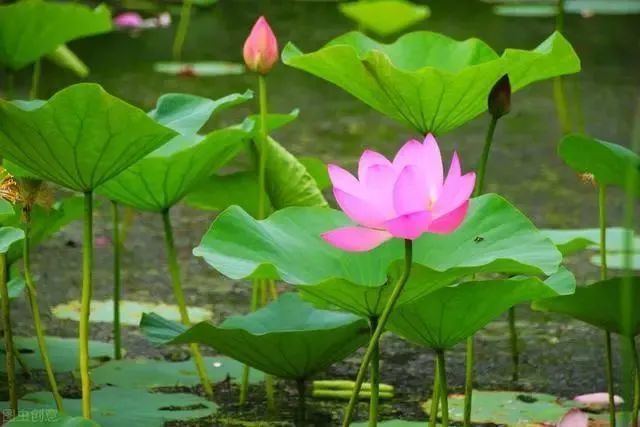 荷花|也许荷花不知道，自己就是夏天