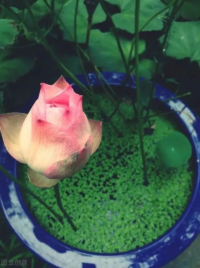 荷花|也许荷花不知道，自己就是夏天