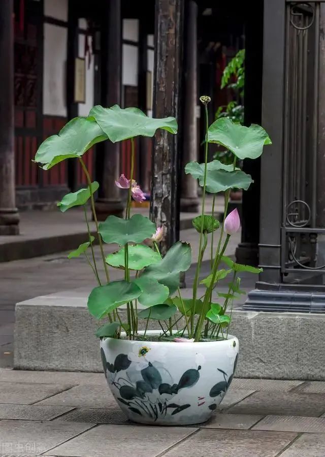 荷花|也许荷花不知道，自己就是夏天