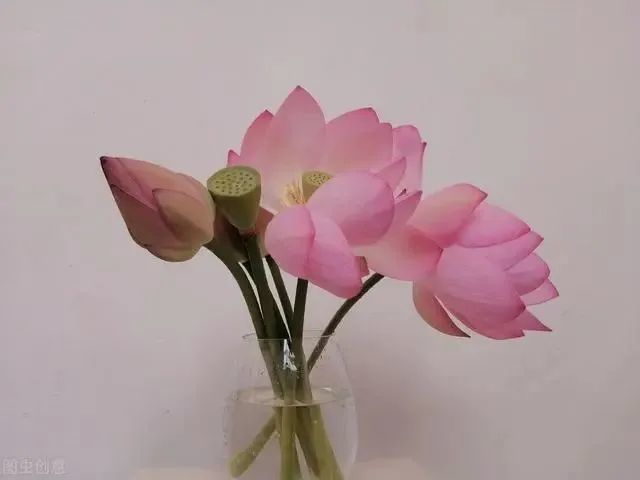 荷花|也许荷花不知道，自己就是夏天