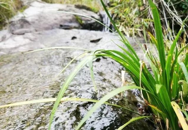 盆景|比兰花更易养的盆景，放在书桌案头，好看还有香味