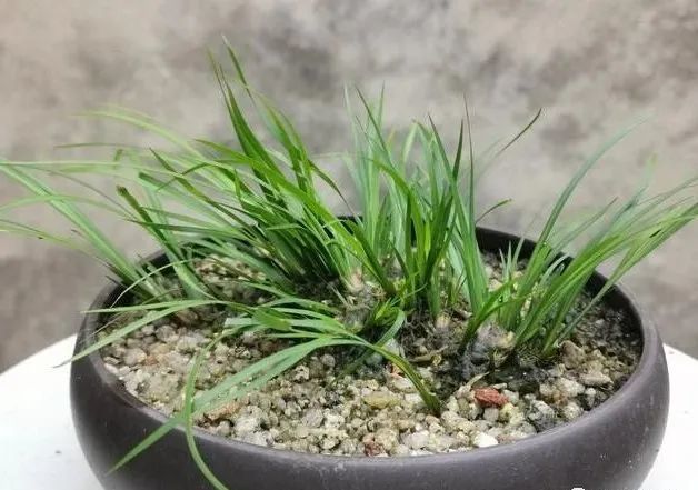 盆景|比兰花更易养的盆景，放在书桌案头，好看还有香味