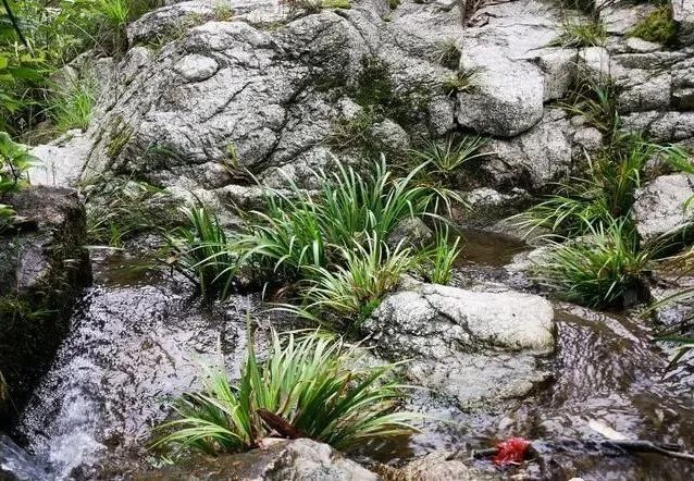 盆景|比兰花更易养的盆景，放在书桌案头，好看还有香味