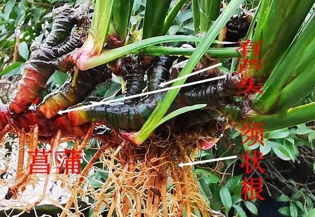 盆景|比兰花更易养的盆景，放在书桌案头，好看还有香味