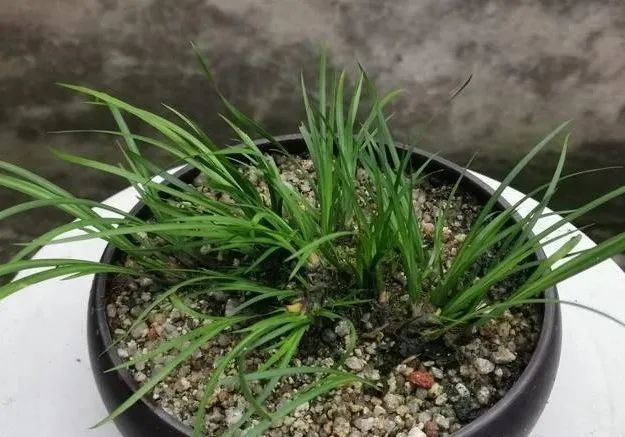 盆景|比兰花更易养的盆景，放在书桌案头，好看还有香味