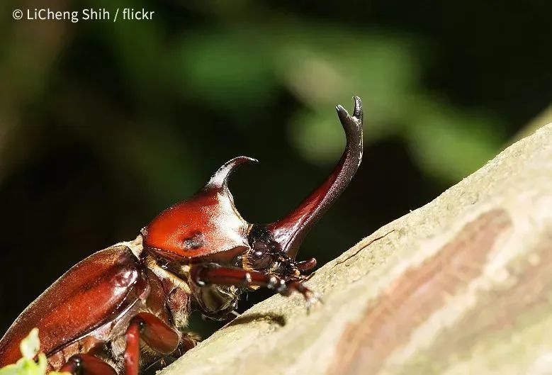 兔子|“请你不要吃掉我，我给你唱支好听的歌。”