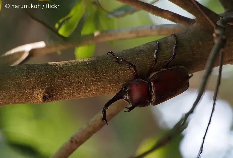 兔子|“请你不要吃掉我，我给你唱支好听的歌。”