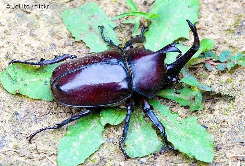 兔子|“请你不要吃掉我，我给你唱支好听的歌。”