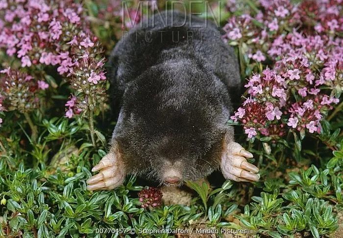 兔子|“请你不要吃掉我，我给你唱支好听的歌。”