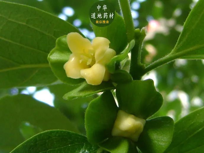 科普本草之【柿蒂】图文