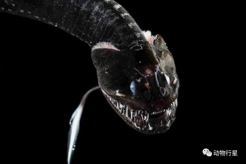 地球上最黑的鱼到底有多黑
