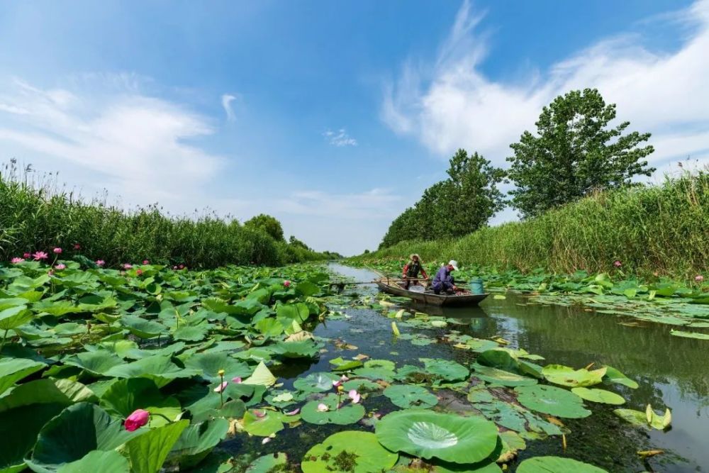 西順河溼地的夏天是什麼顏色?