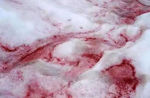 全球气候变暖|南极这是怎么了？“红雪”之后又出现“绿雪”，77亿人该何去何从