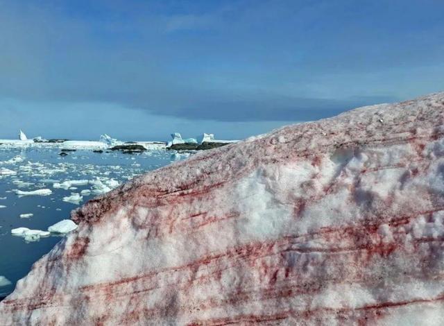 全球气候变暖|南极这是怎么了？“红雪”之后又出现“绿雪”，77亿人该何去何从