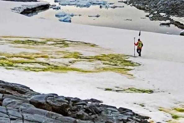 全球气候变暖|南极这是怎么了？“红雪”之后又出现“绿雪”，77亿人该何去何从