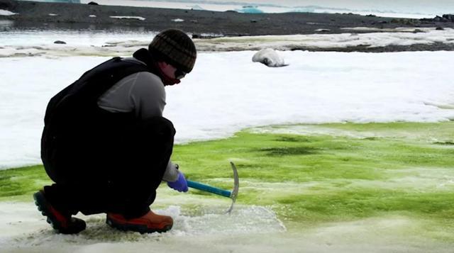 全球气候变暖|南极这是怎么了？“红雪”之后又出现“绿雪”，77亿人该何去何从