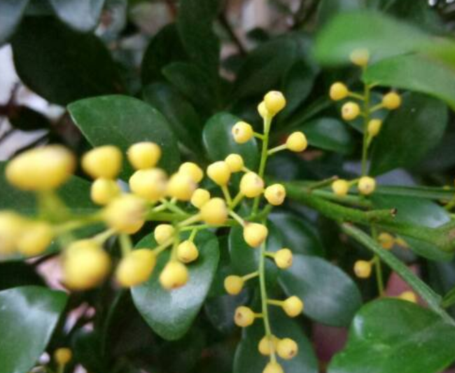 茉莉花|1盆香香花，屋里空气特好闻，心情也好