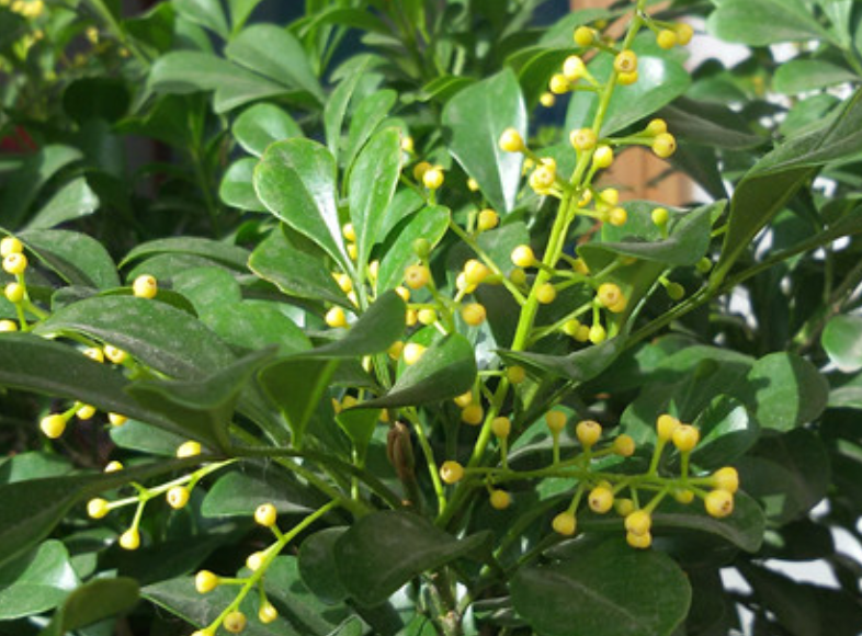 茉莉花|1盆香香花，屋里空气特好闻，心情也好