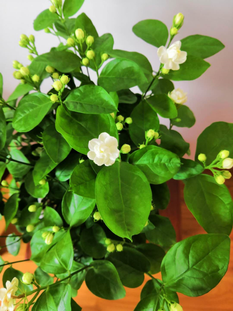 茉莉花|1盆香香花，屋里空气特好闻，心情也好