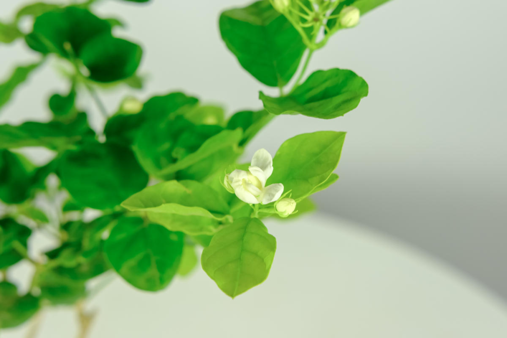 茉莉花|1盆香香花，屋里空气特好闻，心情也好