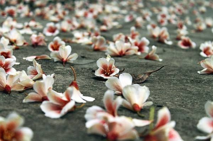 李清照|李清照凄美之作，很多人只记“物是人非事事休”，却忽略全词之美