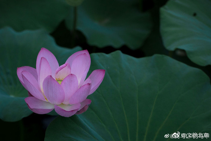 北京|圆明园里夏荷正好