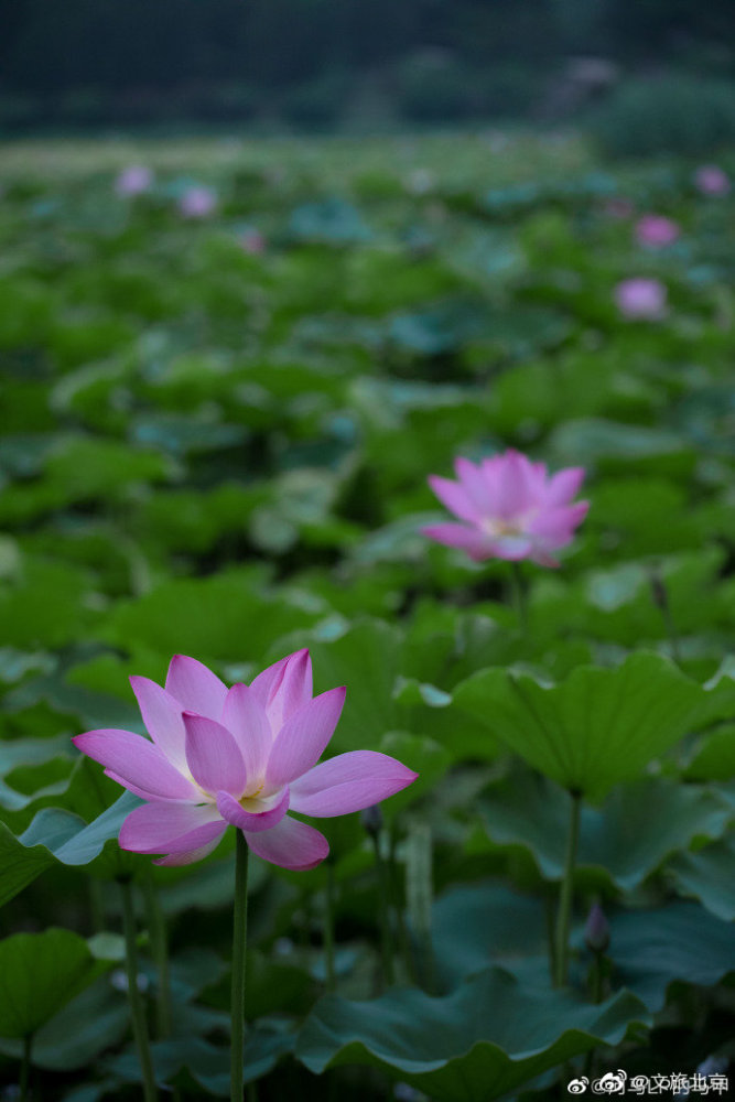 北京|圆明园里夏荷正好
