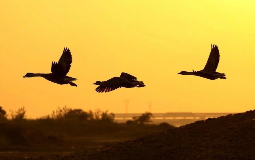 渔家傲|上学时，老师指着范仲淹的《渔家傲》说：这词不背，其它也别背了