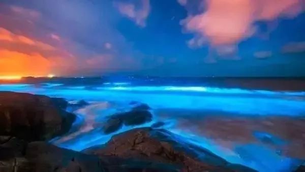 蓝眼泪|蓝眼泪震撼爆发，堪称“海上萤火虫” 仅生存几十秒