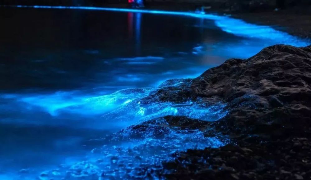 蓝眼泪|蓝眼泪震撼爆发，堪称“海上萤火虫” 仅生存几十秒