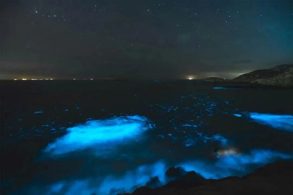 蓝眼泪|蓝眼泪震撼爆发，堪称“海上萤火虫” 仅生存几十秒