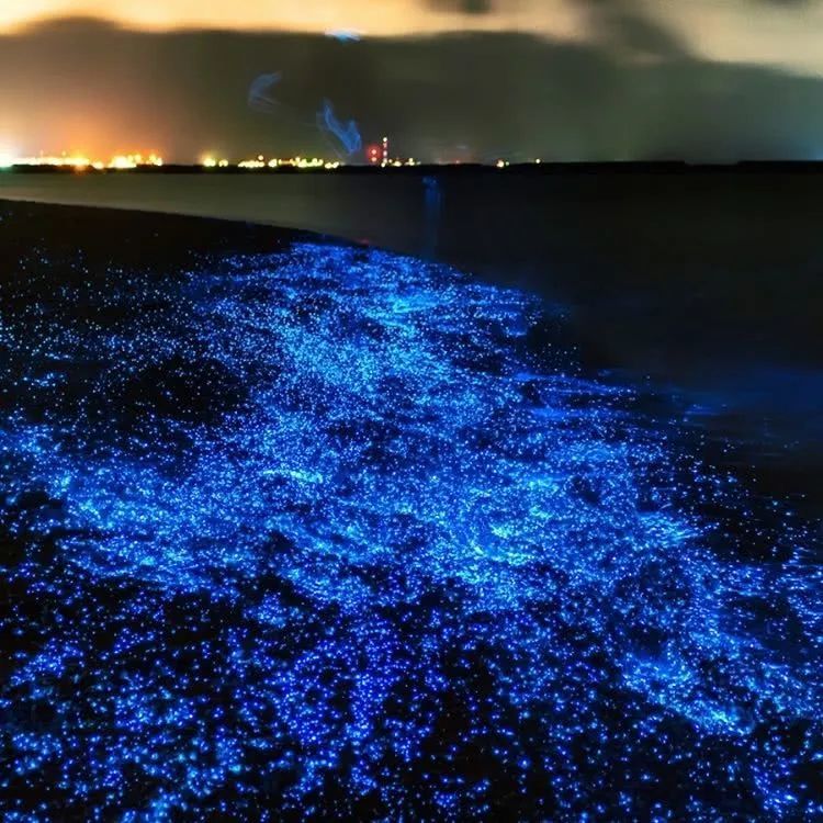 蓝眼泪|蓝眼泪震撼爆发，堪称“海上萤火虫” 仅生存几十秒