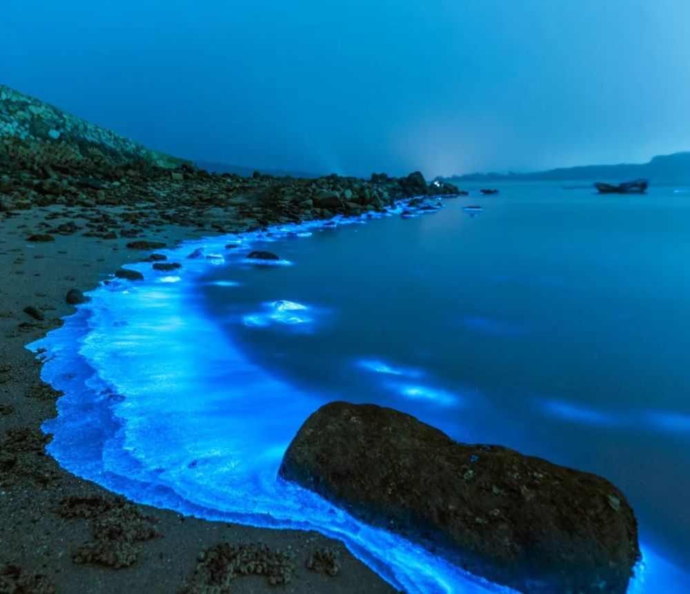 蓝眼泪|蓝眼泪震撼爆发，堪称“海上萤火虫” 仅生存几十秒